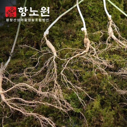 [항노원]7년근 산양산삼_5뿌리