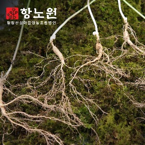 [항노원]7년근 산양산삼_7뿌리